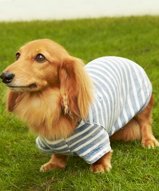 Naughty Dog 刺繍ロゴインディゴボーダーTシャツ(ダックスフント対応サイズ) ドッグウエア 淡色