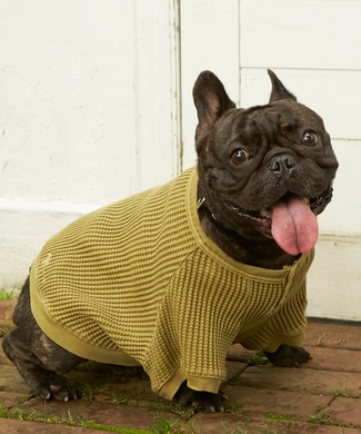 Naughty Dog ワッフルヘンリーネックTシャツ(フレンチブルドッグ対応サイズ) ドッグウエア カーキ